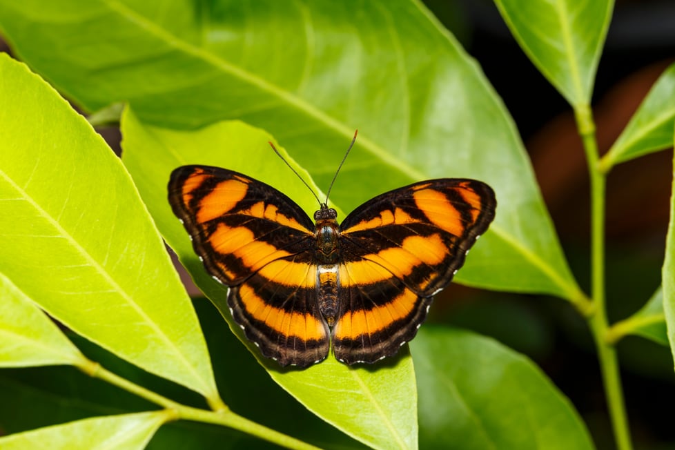 butterfly- JConnelly blog- how to assemble a rebrand team