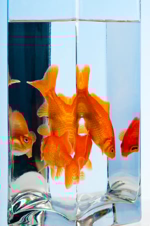 goldfish- JConnelly blog- Reputation is Reality