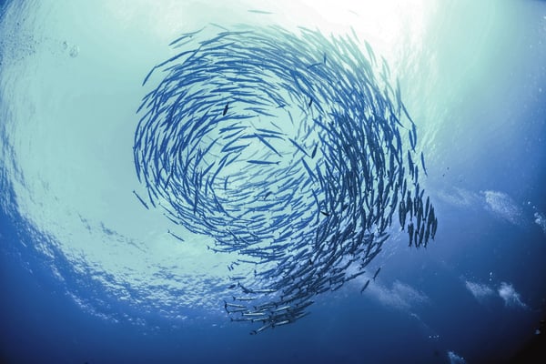 Swirl of Fish- Top of the funnel is all about awareness